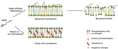 Expression and Roles of Antimicrobial Peptides in Innate Defense of Airway Mucosa: Potential Implication in Cystic Fibrosis